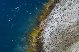 Snares island crested penguin (Eudyptes robustus) colony on the coast, high angle view Snares island crested penguin (Eudyptes robustus) colony on the coast, high angle view
