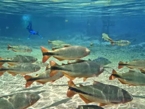 Snorkeller with shoal of Piraputanga (Brycon hilarii), Rio Olha d'Agua at Cabeceira do Prata Snorkeller with shoal of Piraputanga (Brycon hilarii), Rio Olha d'Agua at Cabeceira do Prata