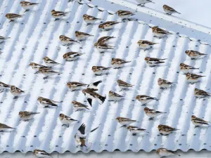 Snow bunting (Plectrophenax nivalis) flock resting on a roof, Iceland. March Snow bunting (Plectrophenax nivalis) flock resting on a roof, Iceland. March