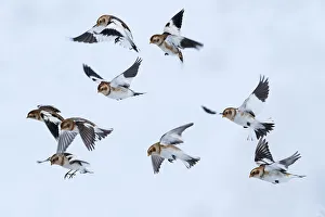 Snow bunting (Plectrophenax nivalis) flock in flight, brown feathers visible, Iceland Snow bunting (Plectrophenax nivalis) flock in flight, brown feathers visible, Iceland