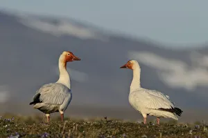 Snow geese (Chen caerulescens caerulescens) pair in habitat, with rusty orange faces Snow geese (Chen caerulescens caerulescens) pair in habitat, with rusty orange faces