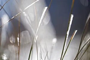 Snow on grass, Durmitor NP, Montenegro, October 2008 Snow on grass, Durmitor NP, Montenegro, October 2008