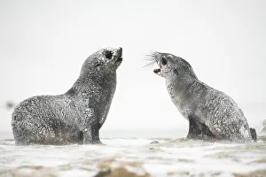 Snow and ice covered Antarctic fur seals (Arctocephalus gazella) play and rest Snow and ice covered Antarctic fur seals (Arctocephalus gazella) play and rest