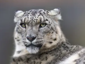 Snow leopard (Panthera uncia) with ears back. Captive Snow leopard (Panthera uncia) with ears back. Captive