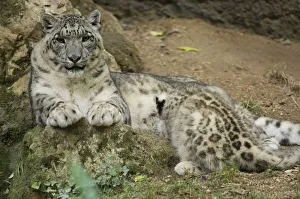 Snow leopard (Panthera uncia) mother suckling cub, captive, occurs in mountains of central Snow leopard (Panthera uncia) mother suckling cub, captive, occurs in mountains of central