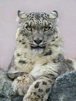 2020 may highlights/snow leopard panthera uncia portrait ears back 2020 may highlights/snow leopard panthera uncia portrait ears back