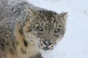 Snow leopard (Panthera uncia) in snow, captive, USA Snow leopard (Panthera uncia) in snow, captive, USA