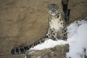 Snow Leopard on snowy rockface {Panthera uncia} captive Snow Leopard on snowy rockface {Panthera uncia} captive