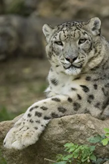 Snow leopard (Uncia uncia) captive, occurs in mountains of Central and southern Asia Snow leopard (Uncia uncia) captive, occurs in mountains of Central and southern Asia