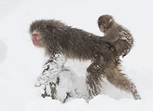 Snow monkey or Japanese macaque (Macaca fuscata) female with baby clinging to her back Snow monkey or Japanese macaque (Macaca fuscata) female with baby clinging to her back