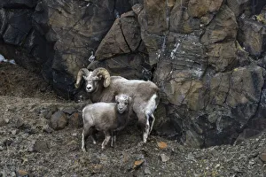 Snow sheep (Ovis nivicola borealis) adult with lamb, huddled against the rockface, Plateau Putorana Nature Reserve Snow sheep (Ovis nivicola borealis) adult with lamb, huddled against the rockface, Plateau Putorana Nature Reserve