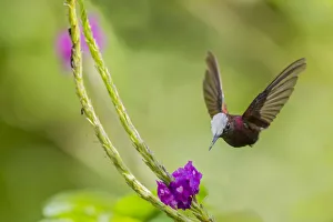 Snowcap hummingbird (Microchera albocoronata) visiting Porterweed (Stachytarpheta sp) Snowcap hummingbird (Microchera albocoronata) visiting Porterweed (Stachytarpheta sp)