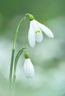 Snowdrop (Galanthus nivalis) in flower, Lenaderg House, Banbridge Co. Down, Northern Ireland Snowdrop (Galanthus nivalis) in flower, Lenaderg House, Banbridge Co. Down, Northern Ireland