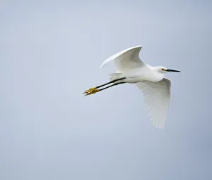Snowy egret (Egretta thula) flying over river, Everglades National Park, Florida Snowy egret (Egretta thula) flying over river, Everglades National Park, Florida