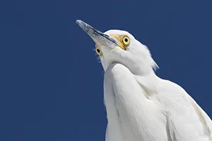 Snowy egret (Egretta thula) portrait, viewed from below. St. Petersburg, Florida, USA Snowy egret (Egretta thula) portrait, viewed from below. St. Petersburg, Florida, USA