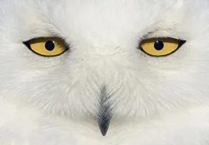 Snowy owl (Bubo scandiaca) female face close up, Canada February Snowy owl (Bubo scandiaca) female face close up, Canada February