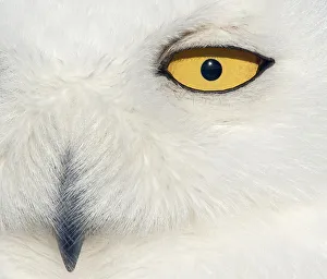 Snowy owl (Bubo scandiaca) female face close up, Canada February Snowy owl (Bubo scandiaca) female face close up, Canada February