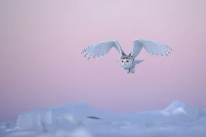 Snowy owl (Bubo scandiaca) taking off over snow, Canada Snowy owl (Bubo scandiaca) taking off over snow, Canada