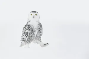 Snowy owl (Bubo scandiacus) walking on ground in snow, one foot raised, Ontario, Canada Snowy owl (Bubo scandiacus) walking on ground in snow, one foot raised, Ontario, Canada