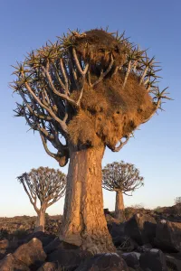 Sociable weaver (Philetairus socius) nest in quiver tree (Aloidendron dichotomum) Sociable weaver (Philetairus socius) nest in quiver tree (Aloidendron dichotomum)