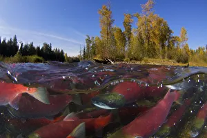 Sockeye salmon (Oncorhynchus nerka) split level view of annual spawning run, Adams River Sockeye salmon (Oncorhynchus nerka) split level view of annual spawning run, Adams River
