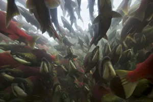 Sockeye Salmon (Oncorhynchus nerka) travelling upstream on spawning migration, Adams river Sockeye Salmon (Oncorhynchus nerka) travelling upstream on spawning migration, Adams river