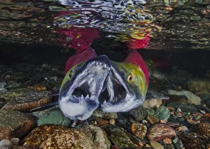 Sockeye salmon (Oncorhynchus nerka) males fighting in river Adams River Sockeye salmon (Oncorhynchus nerka) males fighting in river Adams River