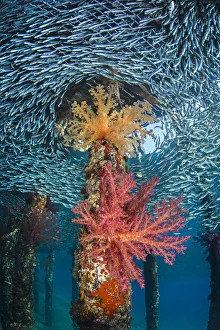 Soft corals (Dendronephthya hemprichi) growing in very shallow water in the shade Soft corals (Dendronephthya hemprichi) growing in very shallow water in the shade
