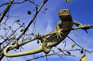 Solomon islands / large prehensile-tailed Skink (Corucia zebrata) climbing branch Solomon islands / large prehensile-tailed Skink (Corucia zebrata) climbing branch