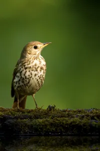 Song thrush (Turdus philomelos clarkei) portrait, Hungary, May Song thrush (Turdus philomelos clarkei) portrait, Hungary, May