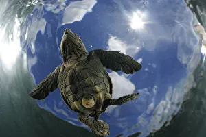 As soon as it entered the water the young Olive ridley sea turtle (Lepidochelys olivacea) As soon as it entered the water the young Olive ridley sea turtle (Lepidochelys olivacea)