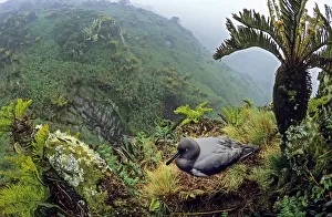 Sooty albatross (Phoebetria fusca) nesting amongst Blechnum palmiforme tree ferns Sooty albatross (Phoebetria fusca) nesting amongst Blechnum palmiforme tree ferns