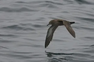 Sooty shearwater (Puffinus griseus) adult in flight over Irish sea off Pembrokeshire coast Sooty shearwater (Puffinus griseus) adult in flight over Irish sea off Pembrokeshire coast