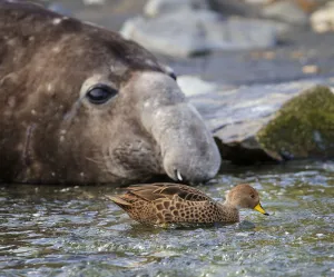 South Georgia pintail (Anas georgica georgica) swimming in front of Southern elephant seal South Georgia pintail (Anas georgica georgica) swimming in front of Southern elephant seal