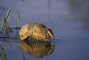 Southern three banded armadillo (Tolypeutes matacus) walking through shallow water Southern three banded armadillo (Tolypeutes matacus) walking through shallow water