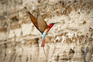 Southern Carmine bee-eater (Merops nubicoides) returning to nest hole in river bank Southern Carmine bee-eater (Merops nubicoides) returning to nest hole in river bank