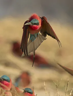 Popular themes/colourful birds/southern carmine bee eater merops nubicoides Popular themes/colourful birds/southern carmine bee eater merops nubicoides