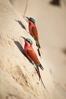 Southern Carmine bee-eaters (Merops nubicoides) near nest holes on the banks of the Southern Carmine bee-eaters (Merops nubicoides) near nest holes on the banks of the