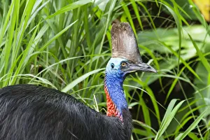 Southern Cassowary (Casuarius casuarius) female in rainforest, Moresby Range NP Southern Cassowary (Casuarius casuarius) female in rainforest, Moresby Range NP