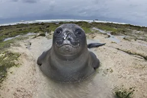 Southern elephant seal (Mirounga leonina) pup on beach, Caleta Valdes, Valdes Peninsula Southern elephant seal (Mirounga leonina) pup on beach, Caleta Valdes, Valdes Peninsula