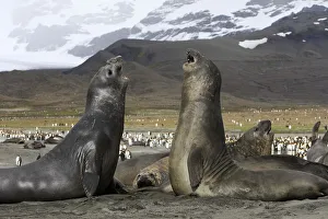 Southern elephant seal (Mirounga leonina), fight between two males, Saint Andrew, South Georgia Southern elephant seal (Mirounga leonina), fight between two males, Saint Andrew, South Georgia