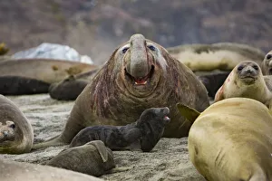 Southern elephant seal (Mirounga leonina) beach master / bull roaring amongst females Southern elephant seal (Mirounga leonina) beach master / bull roaring amongst females