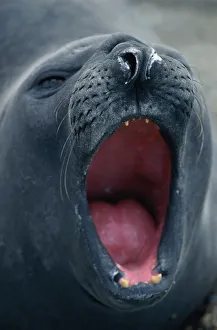 Southern elephant seal {Mirounga leonina} female defensive threat display, Valdez Southern elephant seal {Mirounga leonina} female defensive threat display, Valdez