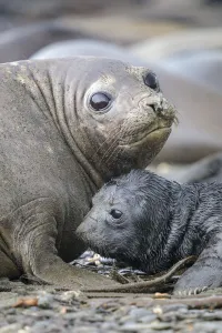 Southern Elephant Seals (Mirounga leonina) pup with mother. King Haakon Bay, South Georgia Southern Elephant Seals (Mirounga leonina) pup with mother. King Haakon Bay, South Georgia