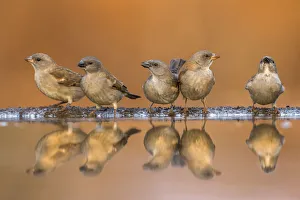 Southern greyheaded sparrows (Passer diffusus) reflected in waterhole, Zimanga private Southern greyheaded sparrows (Passer diffusus) reflected in waterhole, Zimanga private