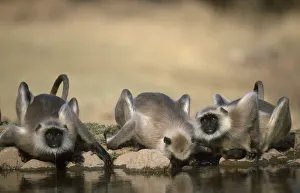 Southern plains grey / Hanuman langur {Semnopithecus dussumieri} drinking, Sariska NP Southern plains grey / Hanuman langur {Semnopithecus dussumieri} drinking, Sariska NP