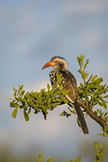 Southern red-billed hornbill male (Tockus rufirostris) Mahatsu Reserve, Botswana, June Southern red-billed hornbill male (Tockus rufirostris) Mahatsu Reserve, Botswana, June