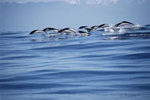 Southern right whale dolphins porpoising {Lissodelphis peronii} Kaikoura, New Zealand Southern right whale dolphins porpoising {Lissodelphis peronii} Kaikoura, New Zealand