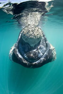 Southern right whale (Eubalaena australis) with calluses covered in parasitic crustaceans Southern right whale (Eubalaena australis) with calluses covered in parasitic crustaceans