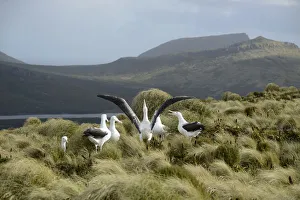 Southern royal albatross (Diomedea epomophora) sub-adults, group displaying in tussock grassland Southern royal albatross (Diomedea epomophora) sub-adults, group displaying in tussock grassland